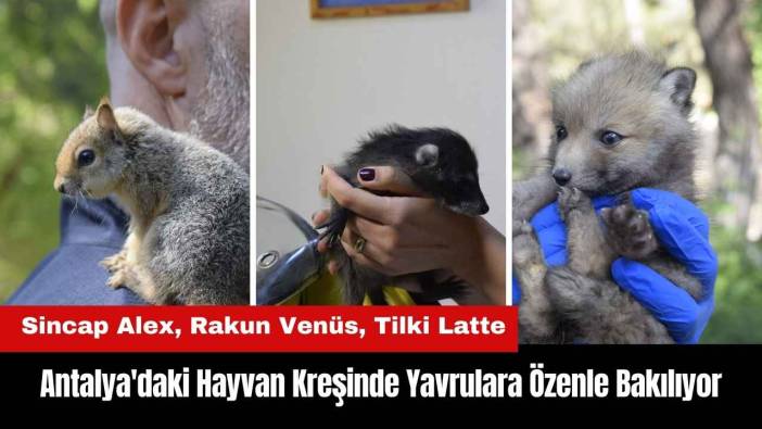 Antalya'daki Hayvan Kreşinde Yavrulara Özenle Bakılıyor