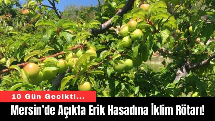 Mersin’de Açıkta Erik Hasadına İklim Rötarı!