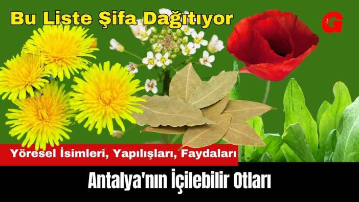Antalya'nın İçilebilir Otları! Bu Liste Şifa Dağıtıyor