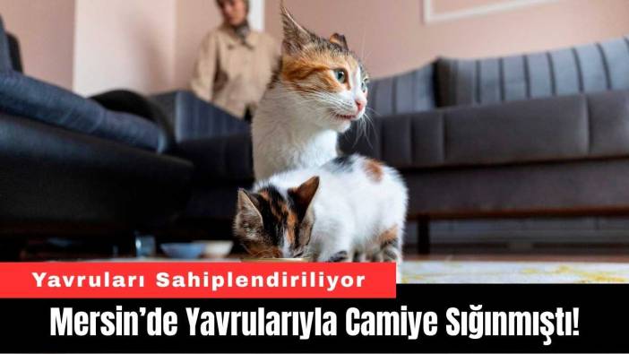 Mersin’de Yavrularıyla Camiye Sığınmıştı!