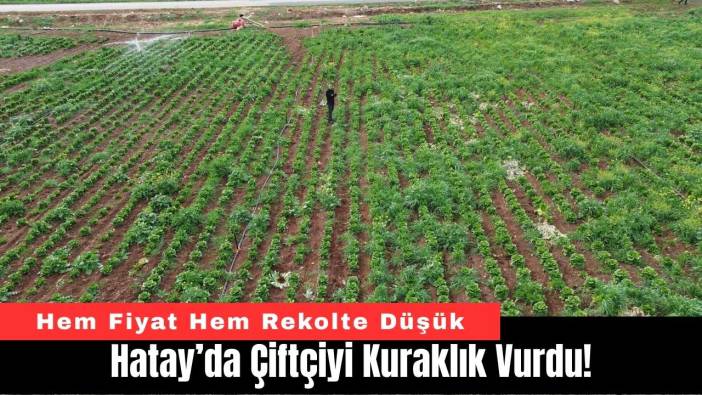 Hatay’da Çiftçiyi Kuraklık Vurdu!