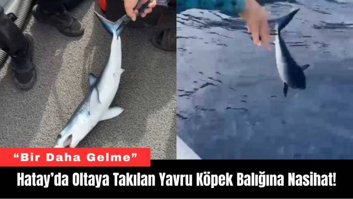 Hatay’da Oltaya Takılan Yavru Köpek Balığına Nasihat!