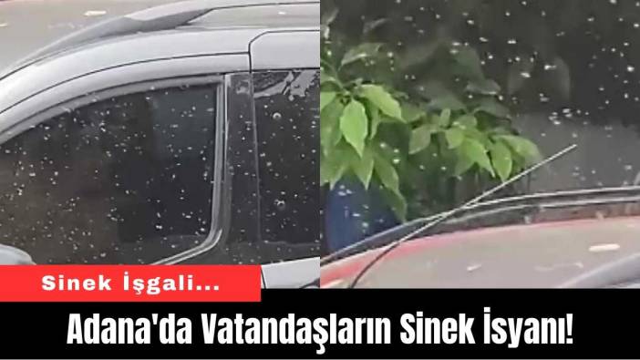 Adana'da Vatandaşların Sinek İsyanı!