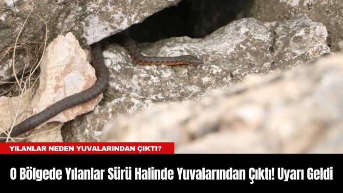 O Bölgede Yılanlar Sürü Halinde Yuvalarından Çıktı! Uyarı Geldi