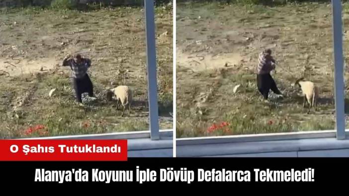 Alanya'da Koyunu İple Dövüp Defalarca Tekmeledi! Tutuklandı