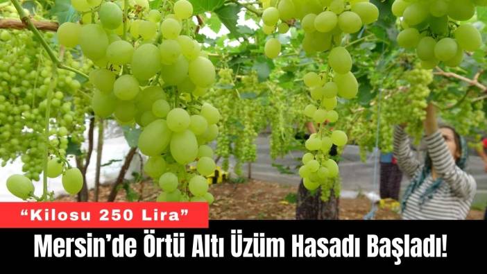 Mersin’de Örtü Altı Üzüm Hasadı Başladı!