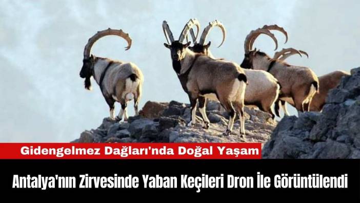 Antalya'nın Zirvesinde Yaban Keçileri Dron İle Görüntülendi