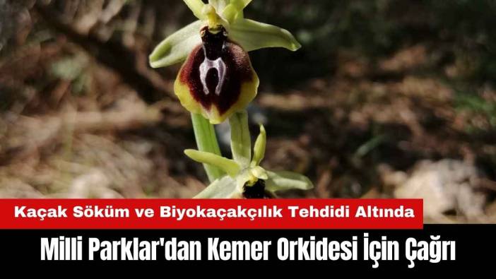 Milli Parklar'dan Kemer Orkidesi İçin Çağrı