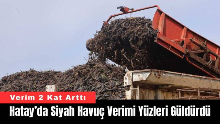 Hatay’da Siyah Havuç Verimi Yüzleri Güldürdü