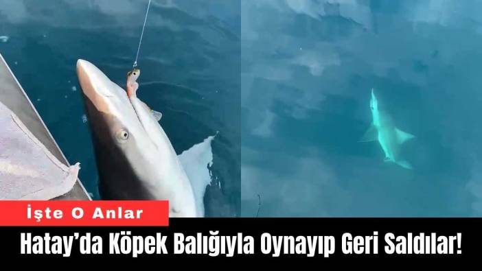 Hatay’da Köpek Balığıyla Oynayıp Geri Saldılar!