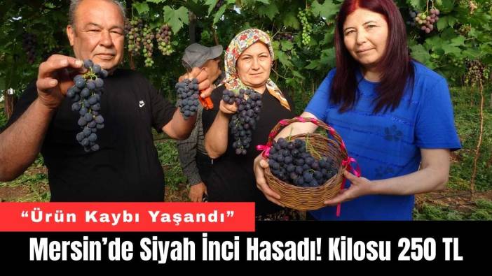 Mersin’de Siyah İnci Hasadı! Kilosu 250 Lira