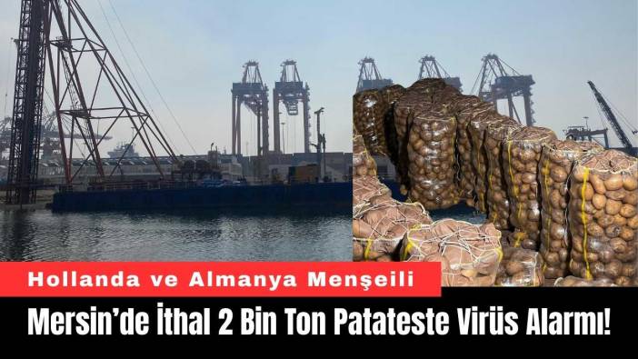 Mersin’de İthal 2 Bin Ton Patateste Virüs Alarmı!