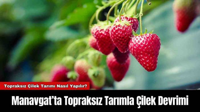 Manavgat’ta Topraksız Tarımla Çilek Devrimi