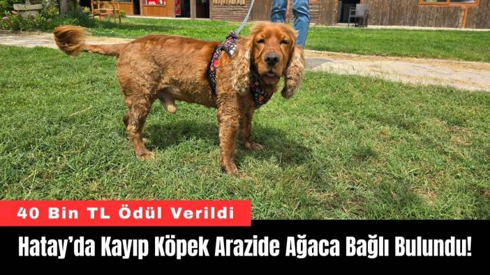 Hatay’da Kayıp Köpek Arazide Ağaca Bağlı Bulundu!