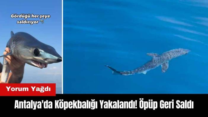 Antalya'da Köpekbalığı Yakalandı! Öpüp Geri Saldı
