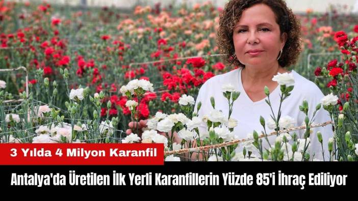 Antalya'da Üretilen İlk Yerli Karanfillerin Yüzde 85'i İhraç Ediliyor