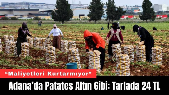 Adana’da Patates Altın Gibi: Tarlada 24 TL