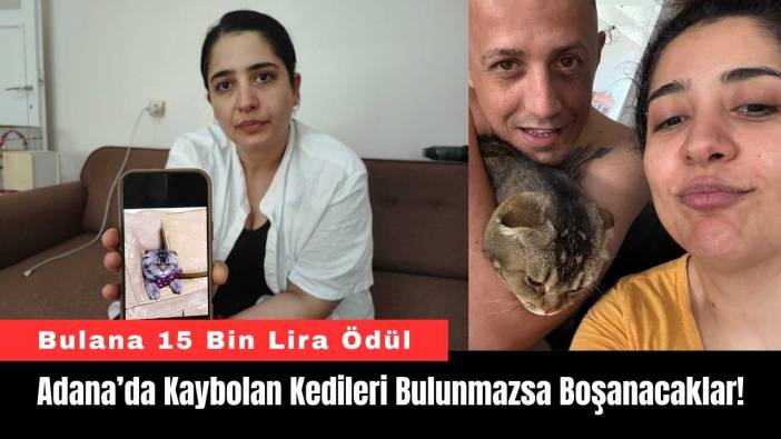Adana Kaybolan Kedileri Bulunmazsa Boşanacaklar!