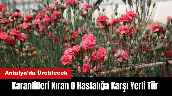 Karanfilleri Kıran O Hastalığa Karşı Yerli Tür Antalya'da Üretilecek