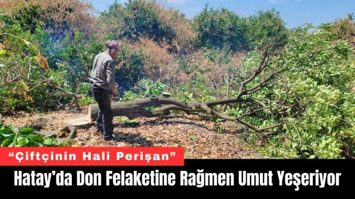 Hatay’da Don Felaketine Rağmen Umut Yeşeriyor