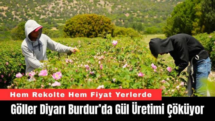 Göller Diyarı Burdur’da Gül Üretimi Çöküyor