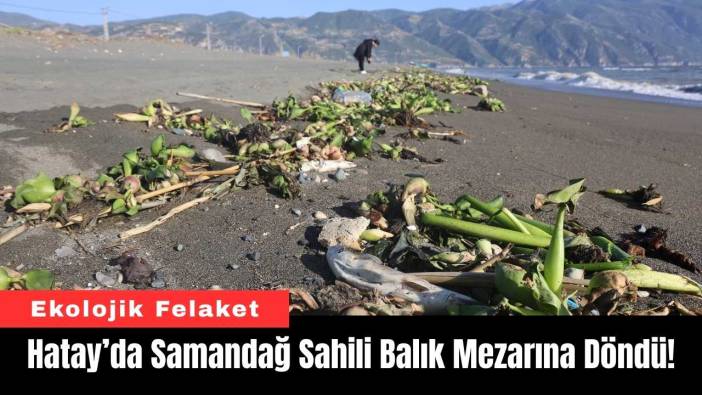 Hatay’da Samandağ Sahili Balık Mezarına Döndü!