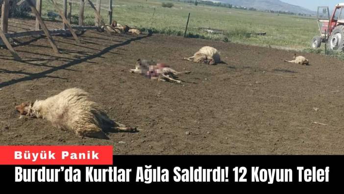 Burdur’da Kurtlar Ağıla Saldırdı! 12 Koyun Telef