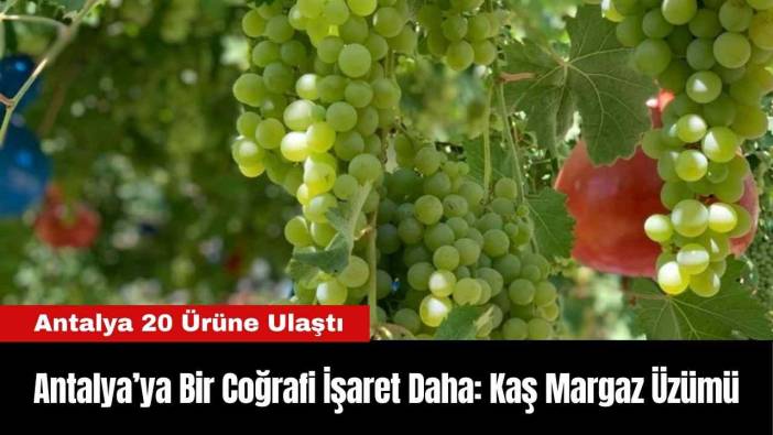 Antalya’ya Bir Coğrafi İşaret Daha: Kaş Margaz Üzümü