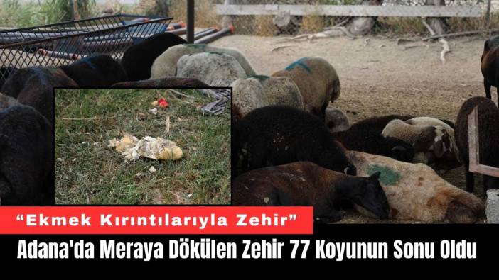 Adana'da Meraya Dökülen Zehir 77 Koyunun Sonu Oldu
