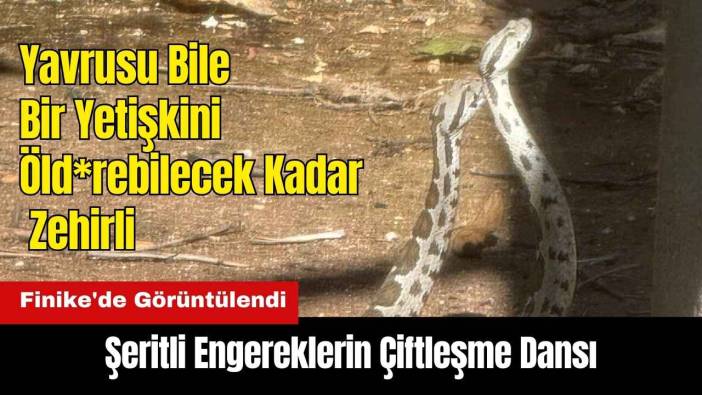 Finike'de Şeritli Engereklerin Çiftleşme Dansı Görüntülendi