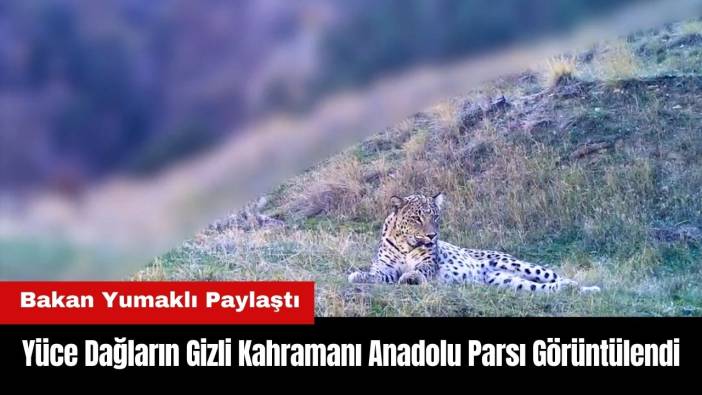 Yüce Dağların Gizli Kahramanı Anadolu Parsı Görüntülendi