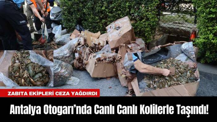 Antalya Otogarı’nda Canlı Canlı Kolilerle Taşındı! Zabıta Ekipleri Ceza Yağdırdı
