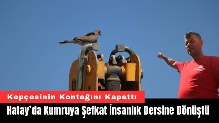 Hatay’da Kumruya Şefkat İnsanlık Dersine Dönüştü