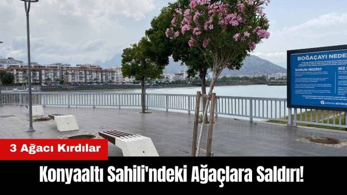 Konyaaltı Sahili'ndeki Ağaçlara Saldırı!