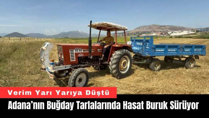 Adana’nın Buğday Tarlalarında Hasat Buruk Sürüyor