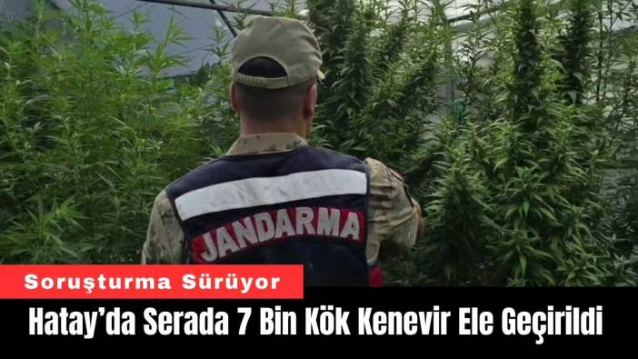 Hatay’da Serada 7 Bin Kök Kenevir Ele Geçirildi
