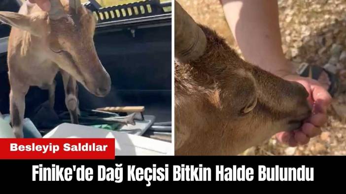 Finike-Elmalı Yolunda Dağ Keçisi Bitkin Halde Bulundu
