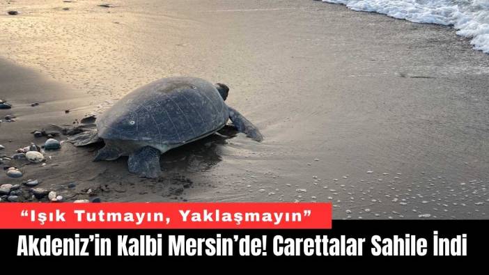 Akdeniz’in Kalbi Mersin’de! Carettalar Sahile İndi