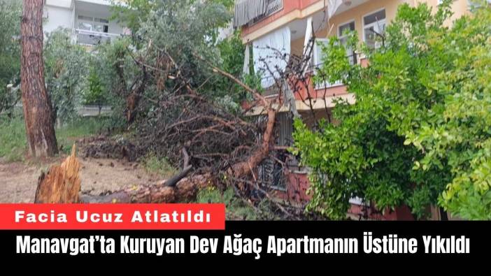 Manavgat’ta Kuruyan Dev Ağaç Apartmanın Üstüne Yıkıldı