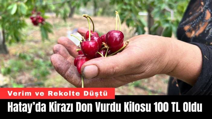 Hatay’da Kirazı Don Vurdu Kilosu 100 TL Oldu