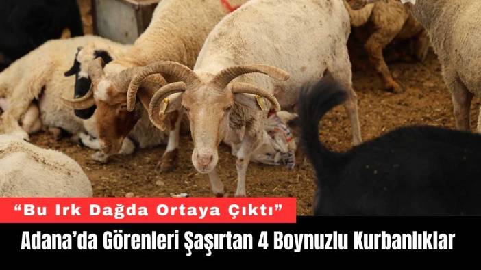 Adana’da Görenleri Şaşırtan 4 Boynuzlu Kurbanlıklar