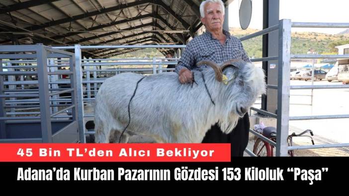 Adana’da Kurban Pazarının Gözdesi 153 Kiloluk “Paşa”