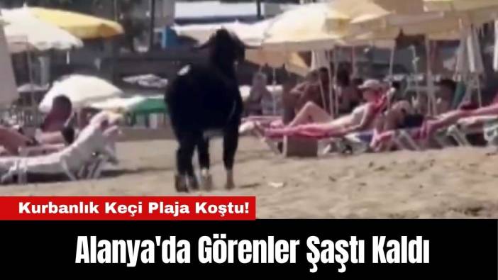 Kurbanlık Keçi Plaja Koştu! Alanya'da Görenler Şaştı Kaldı
