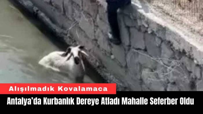 Antalya’da Kurbanlık Dereye Atladı Mahalle Seferber Oldu