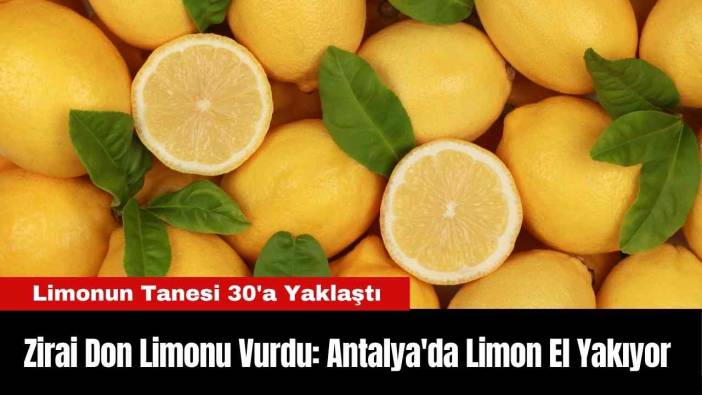 Zirai Don Limonu Vurdu: Antalya'da Limon El Yakıyor