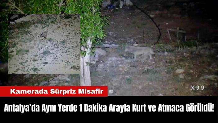 Antalya’da Aynı Yerde 1 Dakika Arayla Kurt ve Atmaca Görüldü!