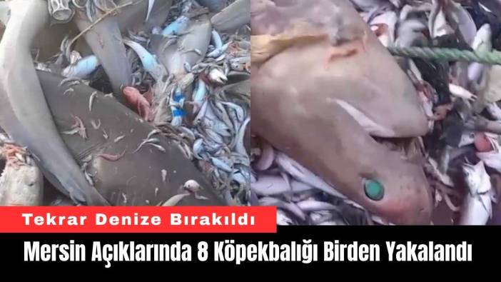 Mersin Açıklarında 8 Köpekbalığı Birden Yakalandı