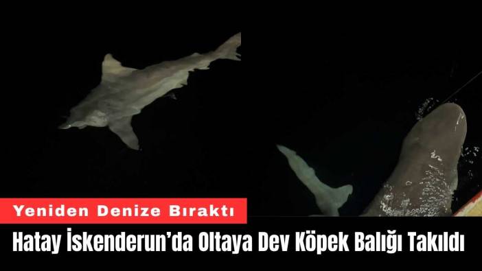 Hatay İskenderun’da Oltaya Dev Köpek Balığı Takıldı