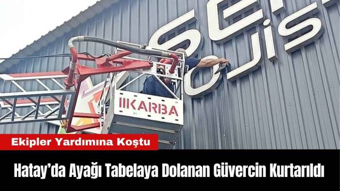 Hatay’da Ayağı Tabelaya Dolanan Güvercin Kurtarıldı