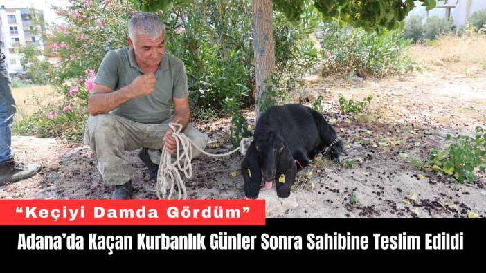 Adana’da Kaçan Kurbanlık Günler Sonra Sahibine Teslim Edildi